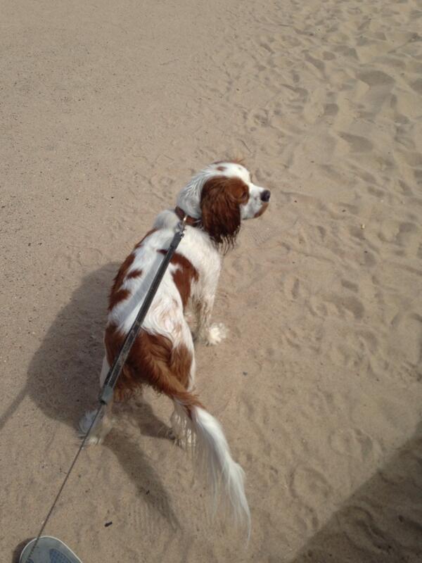TobyHalftash's tweet image. Loved the beech today x