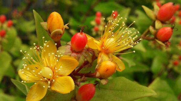 ヒペリカム アンドロサエマム
