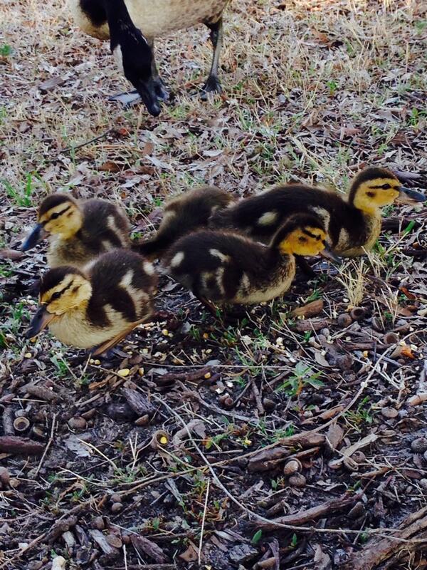 Ochtyun's tweet photo. Not just inspired by pets, but all animals! Baby ducks at the pond in front of store 0675. #inspiredbypets #ecpetm http://t.co/lKvltzvnb4