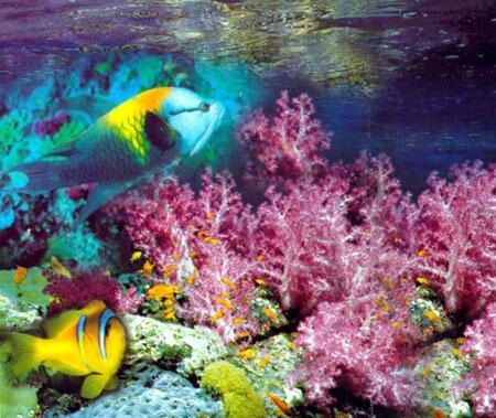 ALSeeeeeR's tweet image. #South_Sinai #Ras_Mohamed  #Protectorate #Egypt #اعرف_بلدك   #tourism  #TRAVEL #Swiss  #UK #Fra #uae #ita #USA