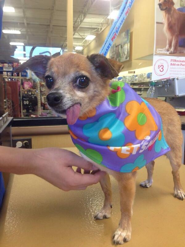 Ochtyun's tweet photo. 😛 Mia being oh so photogenic 😛 #inspiredbypets #ecpetm http://t.co/XHIHTPAtQe
