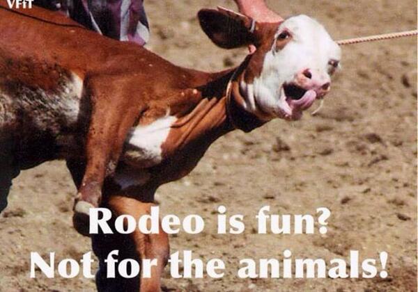 Time for <a href="/calgarystampede/">Calgary Stampede</a> to end their ‘tradition’ of #animalcruelty! #rodeo #animals #calgarystampede #oprodeo