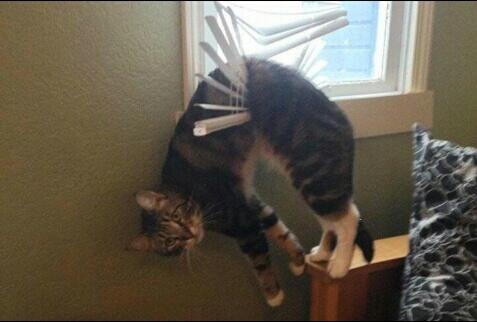 duvancortes_mc's tweet image. #CatProblem