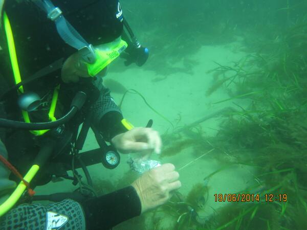 Did you know #NEMarine have their own dive team? They completed 20 dives in #Salcombe surveying seagrass this week