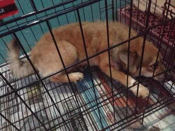 MargieMarigel's tweet image. Huhu. I wish I can bring all of them inside the house like their mother. #poopingproblems #puppies #blaco #jaja