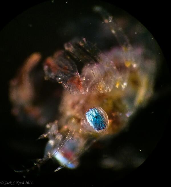 Jack C Koch (jackckoch.bsky.social) (@jackckoch) on Twitter photo Closeup of crab megalope eye <a href="/yoitsmo/">Morgan is trying</a> <a href="/MarineBiol_FHL/">Friday Harbor Labs</a> <a href="/ingacontijerpe/">Dr. Inga Conti-Jerpe</a> @micahjmarty @chrisgeoga #FHLInverts14 Closeup of crab megalope eye <a href="/yoitsmo/">Morgan is trying</a> <a href="/MarineBiol_FHL/">Friday Harbor Labs</a> <a href="/ingacontijerpe/">Dr. Inga Conti-Jerpe</a> @micahjmarty @chrisgeoga #FHLInverts14