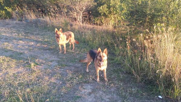 SASHAANDJESS's tweet image. On our afternoon walk with Dad