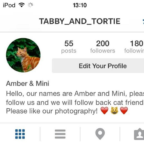 circlingsquare's tweet image. Thanks for all of the followers ! 😘 #amber #and #minikitten #thankyou #grateful #keepfollowing #kittensofinstagra...