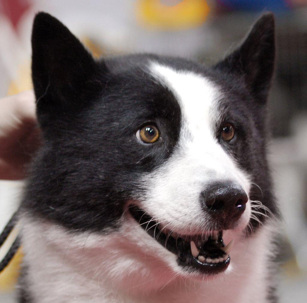 Lectorjp Auf Twitter カレリアン ベアドッグ 熊犬 熊を殺さずに追い払う犬として日本にも輸入されているフィンランド犬 吠える声が大きいのと警戒心が強いのとでペットには全く向いていない だが忠誠心は強く家族に危険が迫ると命を張って戦う怖いもの知らず Lectorjp Auf Twitter カレリアン ベアドッグ 熊犬 熊を殺さずに追い払う犬として日本にも輸入されているフィンランド犬 吠える声が大きいのと警戒心が強いのとでペットには全く向いていない だが忠誠心は強く家族に危険が迫ると命を張って戦う怖いもの知らず