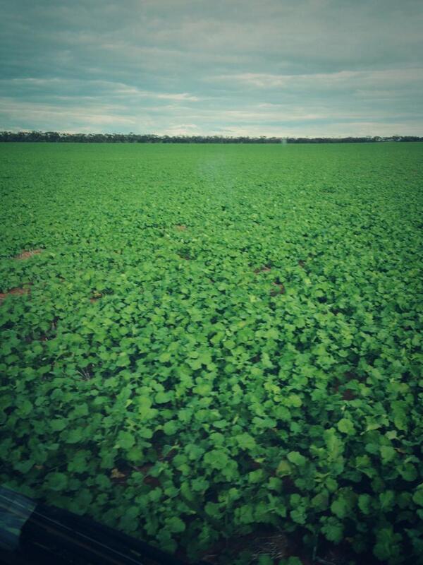 gavin howley tweet media