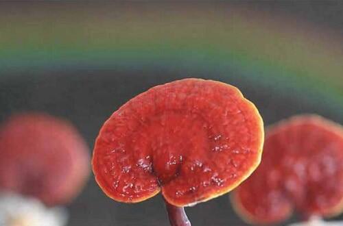 GanodermaNL's tweet image. Een prachtige Kruid...
ganodermakoffie.dxnnet.com/ganoderma

#ganoderma #medicinale #paddestoelen #dxn