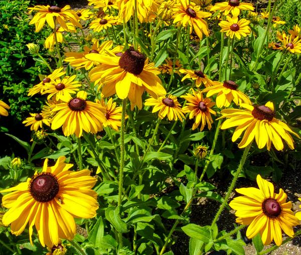 HerbEnthusiast's tweet photo. Rudbeckia hirta, Black-Eyed Susans, are one of my many favorite #flowers! Family: Asteraceae. #gardening http://t.co/RmM4urHnZF