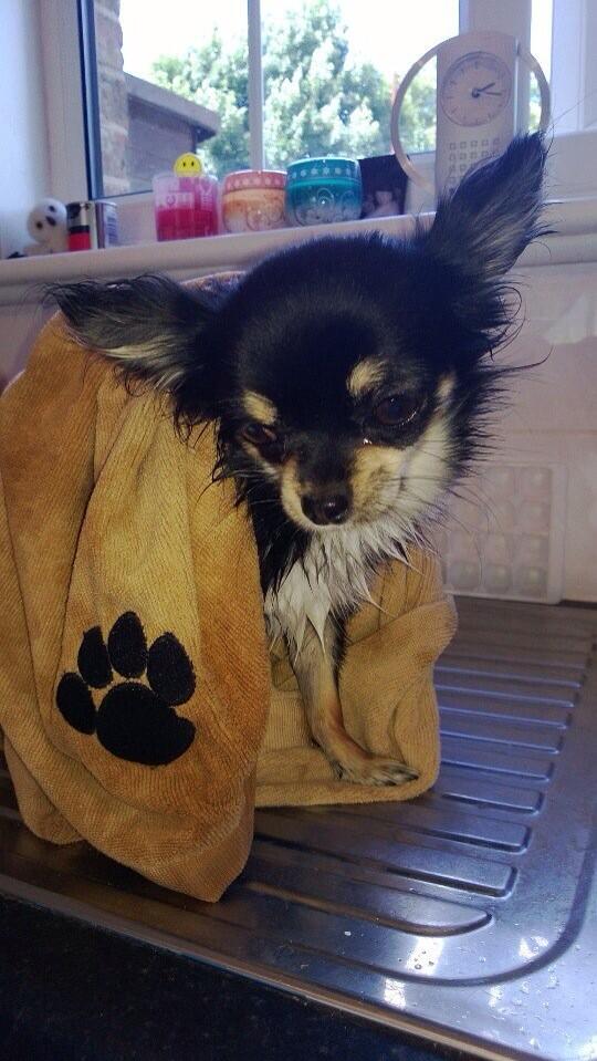alanDbell773's tweet photo. See our pet towel on eBay ,only £12.95 inc car.these are so absorbent or http://t.co/F4J1pOkIQO bargain . http://t.co/L5L9sTOwWu