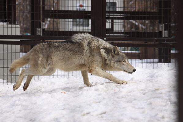 狼祭実行委員 V Twitter ときには本気で狩りにかかることもあります 頭を下げ 低い姿勢を保ったまま素早く獲物に向かう独特の走り方は 狩り ごっこなどの遊びを除けば カラス狩りのときにのみ観察できます 狼情報 Http T Co Ion6ynqnec Twitter
