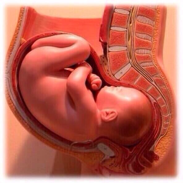 kando_iihanashi's tweet photo. 女性って凄い
子宮って卵一個くらいやねんて。
でも妊娠したら赤ちゃん大きなって子宮500倍に拡がる。
それで内臓とか骨とか潰れる〜
タバコもお酒もあかんし。
だっさい服やし動きずらいし。
しかも産む時死ぬほど痛いやん。

女性は強い！ http://t.co/241jRoaQRI