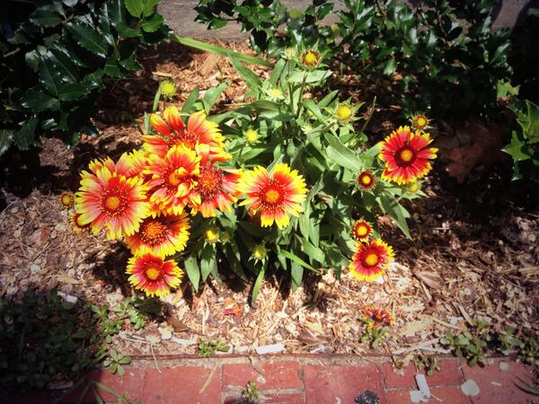 DaveCreate's tweet image. The thing about Cambridge in the summer, it makes up for the winter! #harvardsummer14