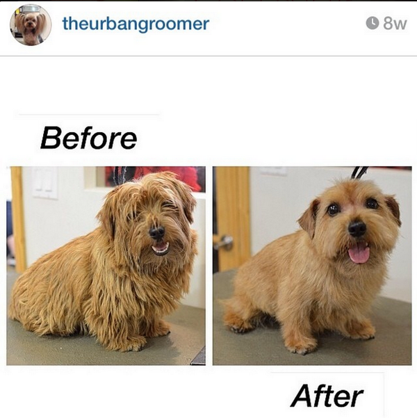norfolk terrier on X Check out the great stripping job The Urban Groomer based in NYC did on this norfolk terrier. norfolkterrier http t HtPljNsYg1 X