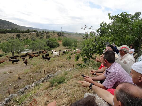 Moratalla2015's tweet photo. Apartado del ganado. 
¡Faltan 19 días!
#FiestasdeMoratalla2014.
Más fotos en: https://t.co/RFl4k4hejC http://t.co/z54BVHWnEl
