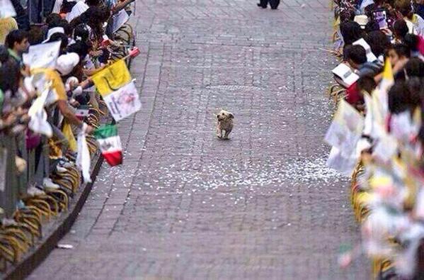 Today: be this dog who thinks the victory parade is just for him.
