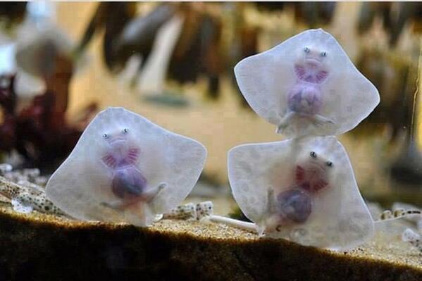 WeirdAnimalsHQ's tweet photo. Just some baby stingrays being cute... http://t.co/YYw5Ed5Q4X