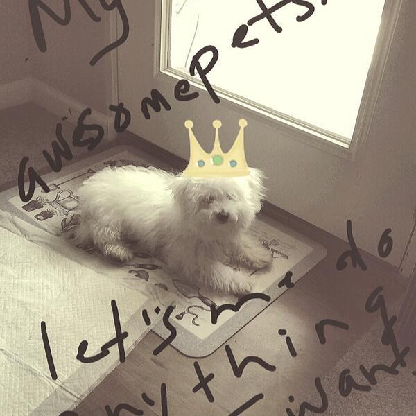 savvyblest's tweet photo. Latest 'client' at my biz Precious Petz Pet Sitting--Snowball♡ http://t.co/E2uwK48YxL