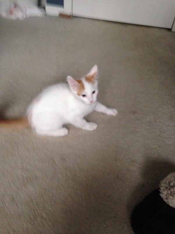 Our new kitty. Simba.  He's a Turkish van.
