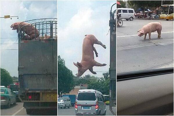 Global_MFL's tweet image. Never say never! This pig took risk and Escaped from a truck for it all for the sake of its freedom! http://t.co/LbfPezzGIO” #PigsDontFly