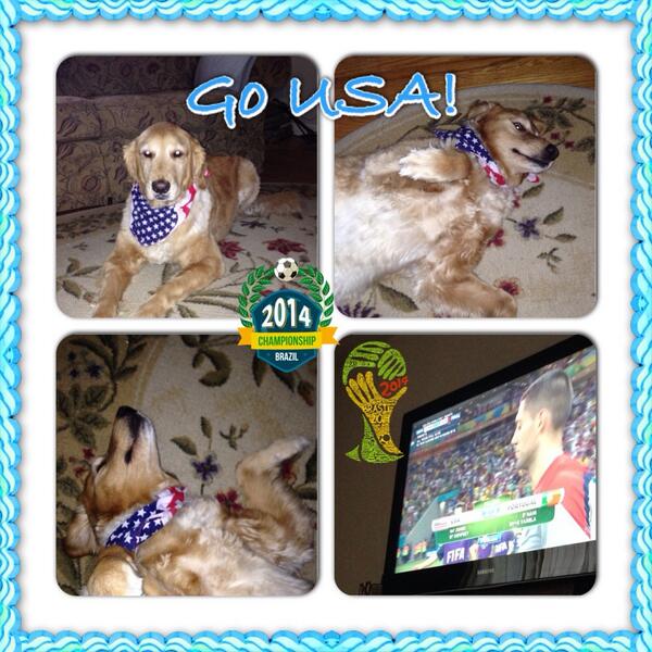 FreedomDogCare tweet picture