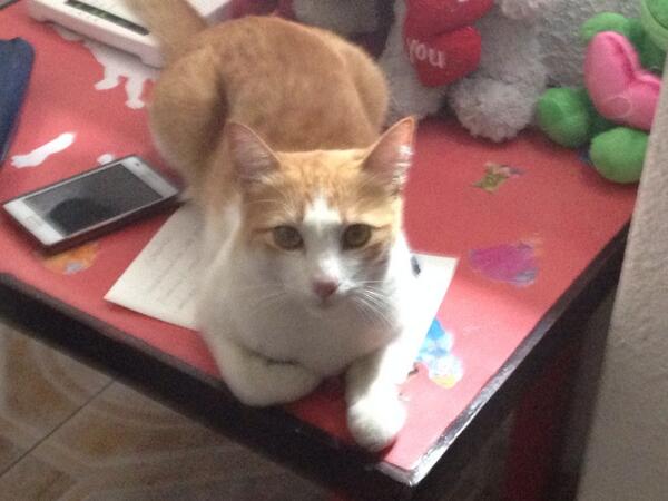 AFanttini's tweet image. 