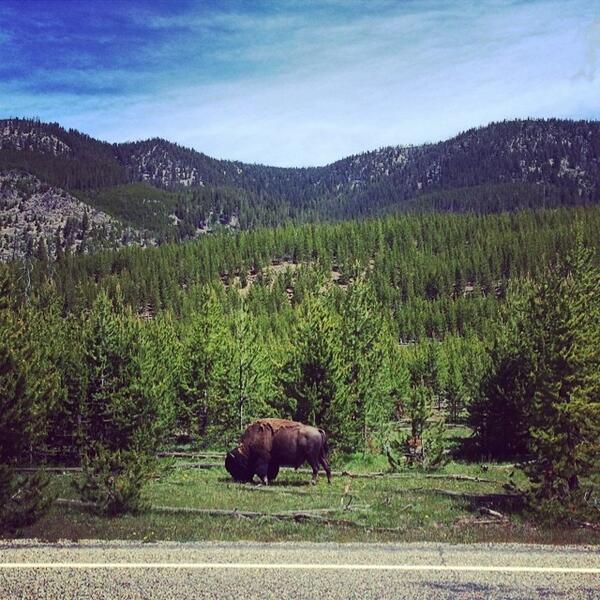 NatlParksPhotos's tweet photo. #bison #sunday #yellowstone #nationalparks #gaysofsummer by writergno http://t.co/7xBnQDkK7Q