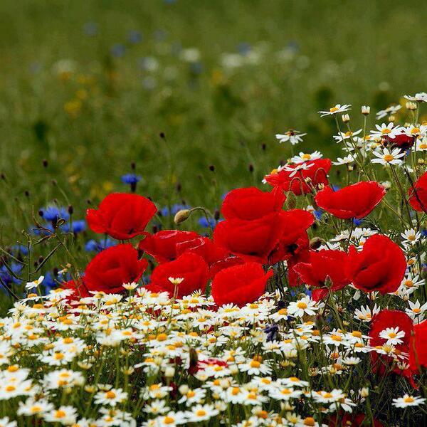 966_KSA1's tweet photo. ما أجمل الصباح . فهي لحظات ترى فيها الجمال بشكل مختلف
تحتاج منك إبتسامة وأذكار تحصنك ( وبك أصبحنا ياكريم ) .
. http://t.co/1aXqCuceYl
