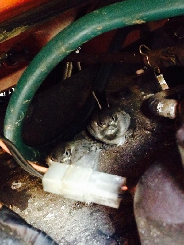 Puur natuur hier... nestje kwikstaarten in onze tractor. #apenheul