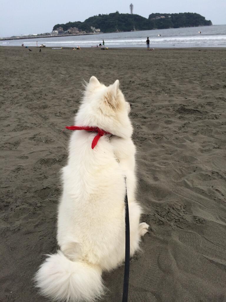 つるの剛士 3 Oo 波の音が犬が喋ったように聞こえたよ 疲れてんのかなあ 笑 Rt Ugg Whitedog 波ないなあ Http T Co Ccvrexd57l つるの剛士 3 Oo 波の音が犬が喋ったように聞こえたよ 疲れてんのかなあ 笑 Rt Ugg Whitedog 波ないなあ Http T Co Ccvrexd57l