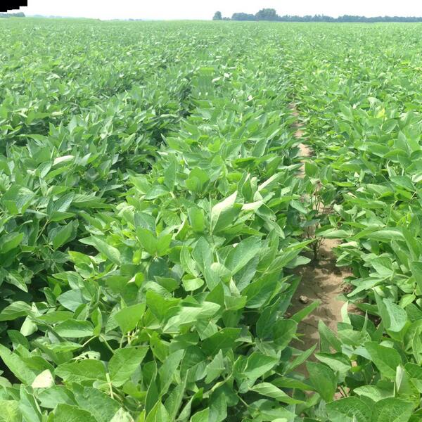 farmer_bk's tweet image. #Progeny #4900 #4788 #SoybeanPlot #PrettySoybeans @hillsofspain @bs_peyton
