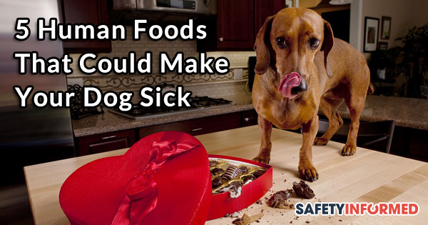 safetyinformed's tweet photo. 5 Human Foods That Could Make Your Dog Sick: http://t.co/T2PsjyYTcV http://t.co/2g0pSnXlqV