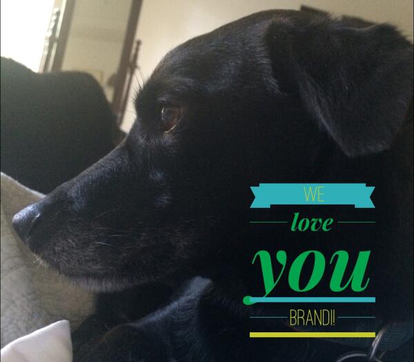 Hey <a href="/Brandi/">Brandi</a> carlile. They don't let dogs into the Symphony. Come visit us at work tomorrow. Luv Rocky, Lu &amp; Fred