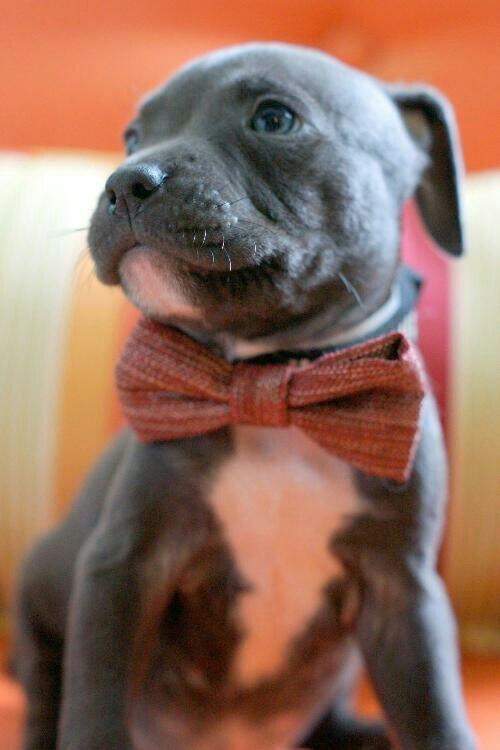 chelsraeann's tweet image. Trying to add this little buddy to our family #Abel&apos;slittlebrother #pawfectmatch