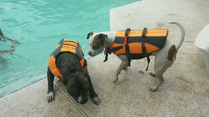 Cleopitra and Pitrick Swayzee being little fishies http://t.co/3Q0rS1Cxlm