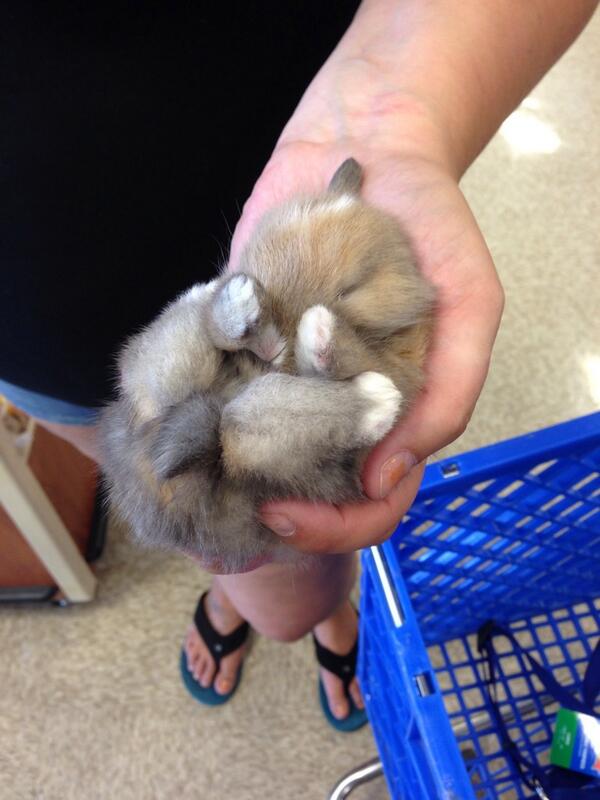 petsmart1398 tweet media