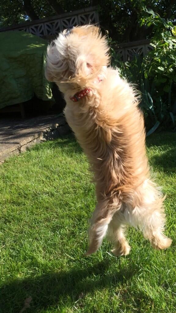 LadyJQR's tweet photo. @ACoombsPetStore I know someone who loves bubbles! http://t.co/fTnViFSZmL