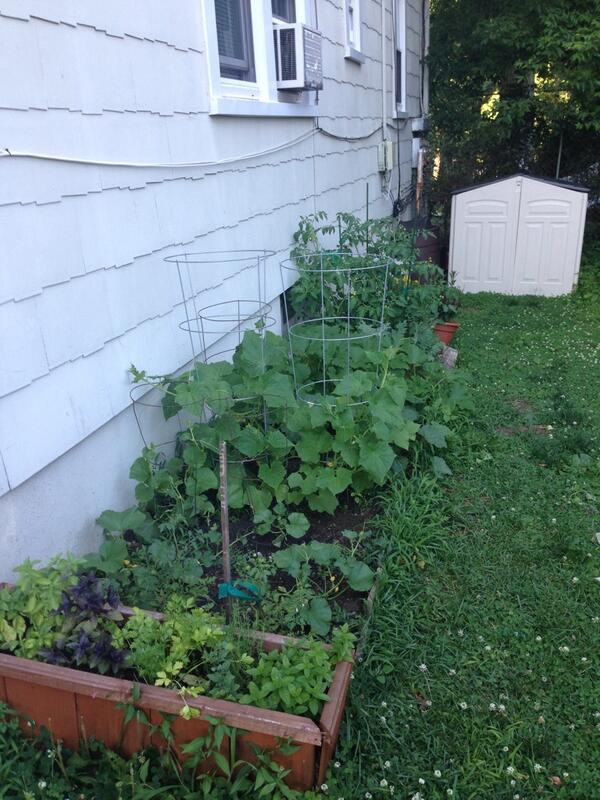 _MICHAELGALLINA's tweet photo. I see a lot of incredible meals on the horizon!!! #backyardgarden #summerfeasts http://t.co/TiCE1n6iiu