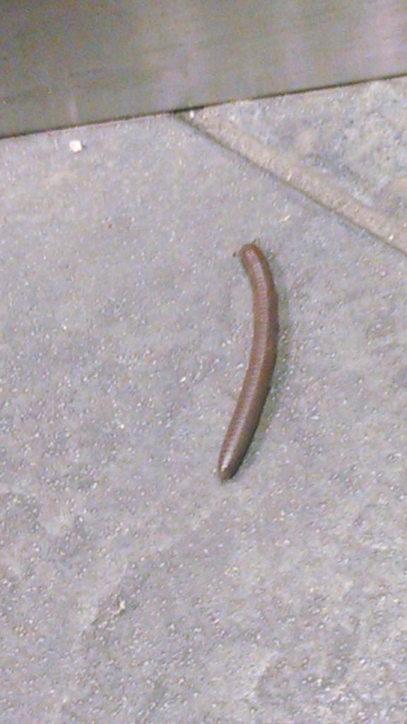 richiefowler's tweet image. So this was crawling around in the bathroom at work...#icanholdit