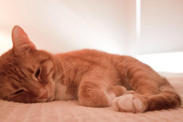 SashaCat's tweet photo. Sleepy brother:  “@fertanish: Another holiday cat pic @OzzyCat http://t.co/CMXfI7Vxvn”