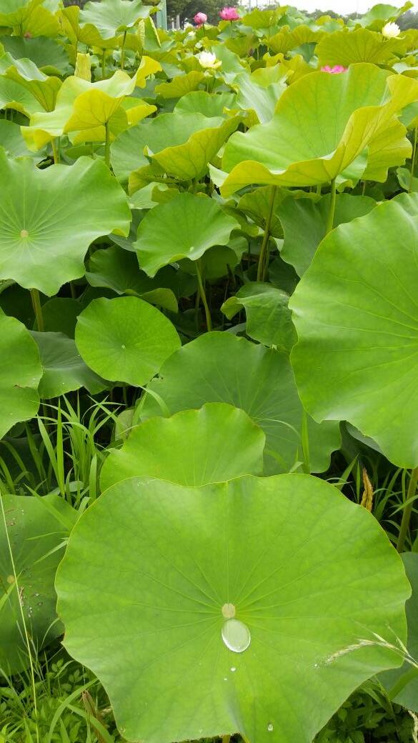 주말 잘 보내고 계시나요
경주엔 연꽃이 한창이네요~~
다음주가 절정일 듯~~~^^