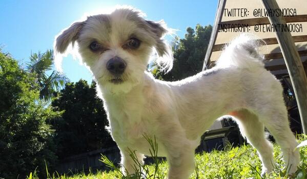KromeTheAmazing's tweet photo. This is my dog, Sandy! http://t.co/0qIdxkjfCI