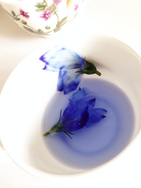 SoundlessBloom's tweet image. °  물든다, 는 것은 머물 곳의 배열을 바꾸는 일. 도라지[꼰닙]차.