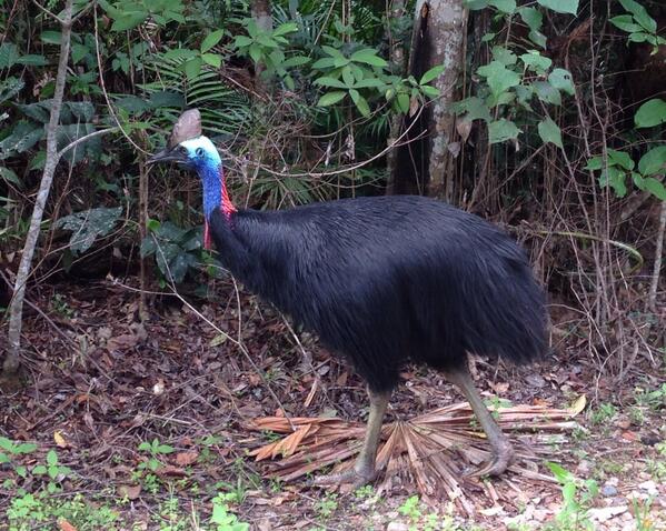 CorrieMoreau's tweet photo. So excited! We saw a Southern Cassowary in the rainforest while collecting ants yesterday in Australia. http://t.co/35PS6L5KjT