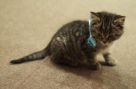 I'm <a href="/babybcy43/">Ethan and Lucas</a> 's kitty *giggles making a meow sound*