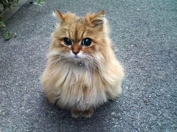 mariyavlasova01's tweet image. Такие глазки, выпросят всё!!! #кошки