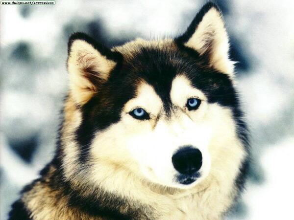 club de animales tweet media